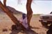 helene_hoggar_17